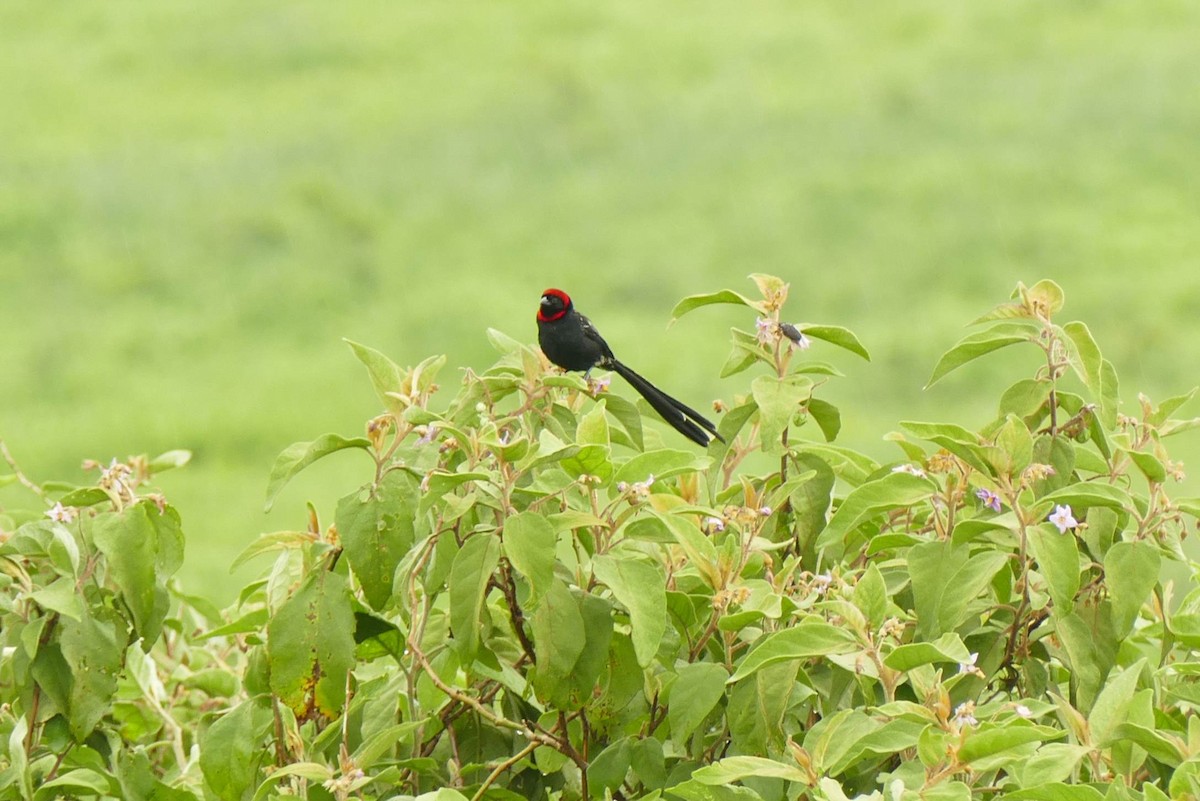Red-cowled Widowbird - ML613973676