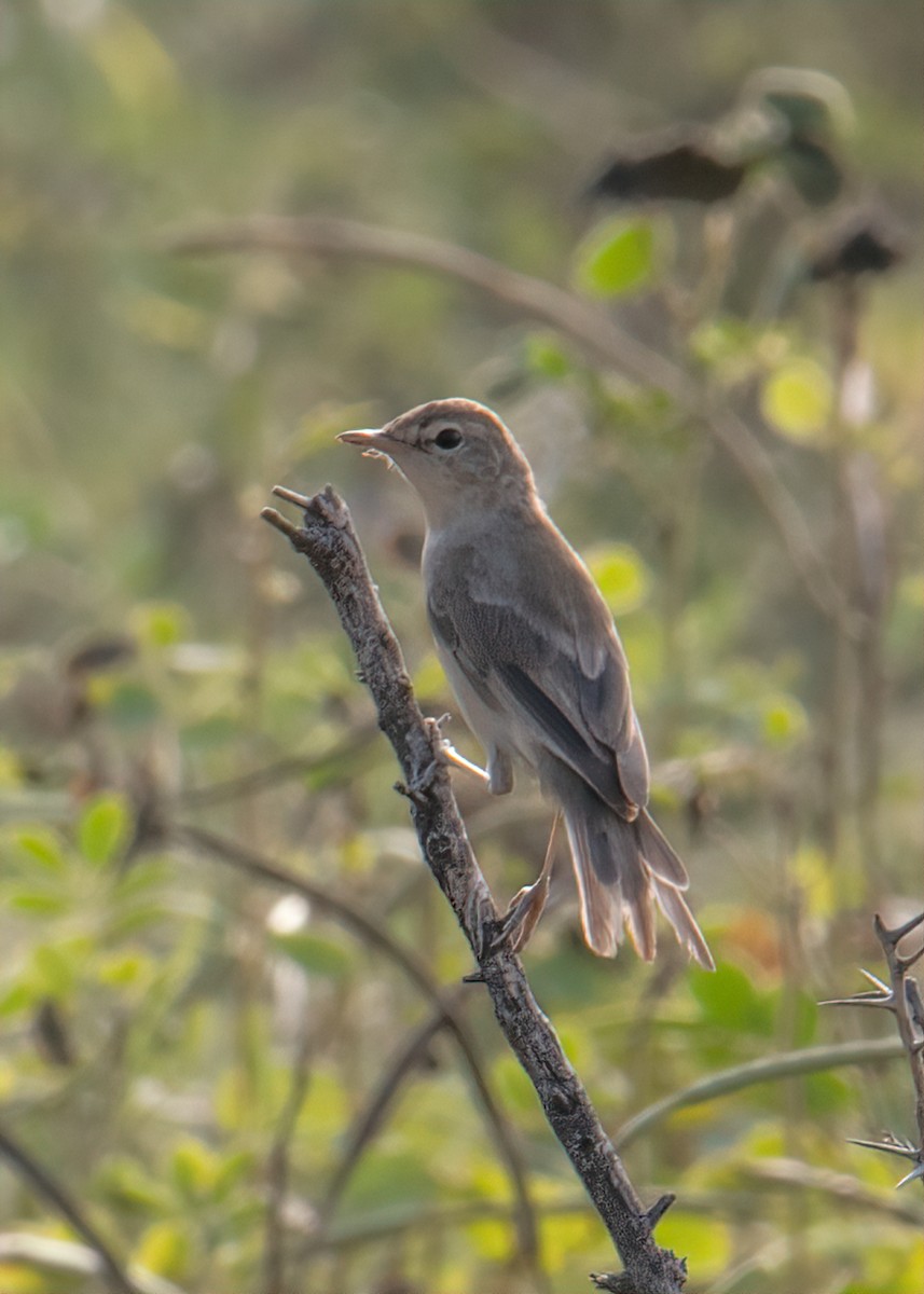 Booted Warbler - ML613973860