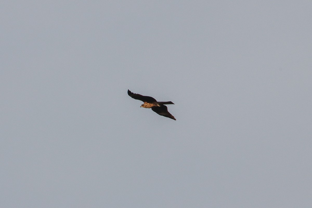 Black Kite (Black-eared) - ML613974166