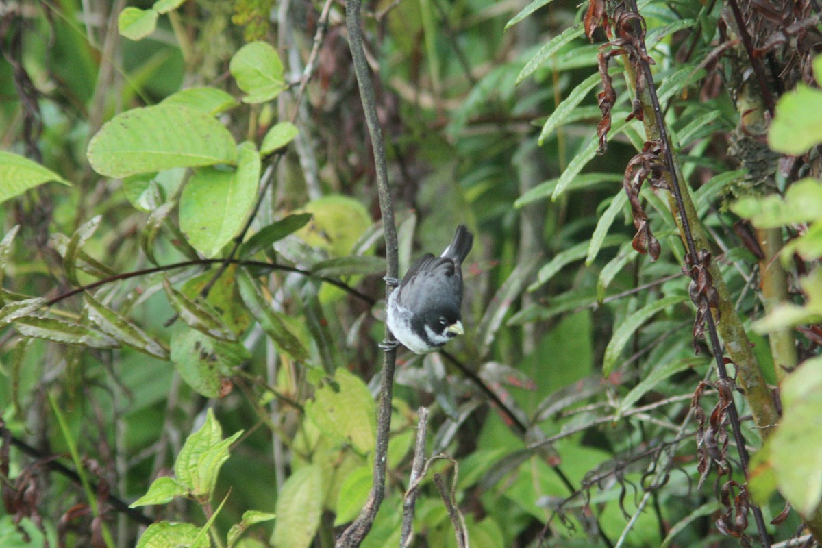 Double-collared Seedeater - ML613974172