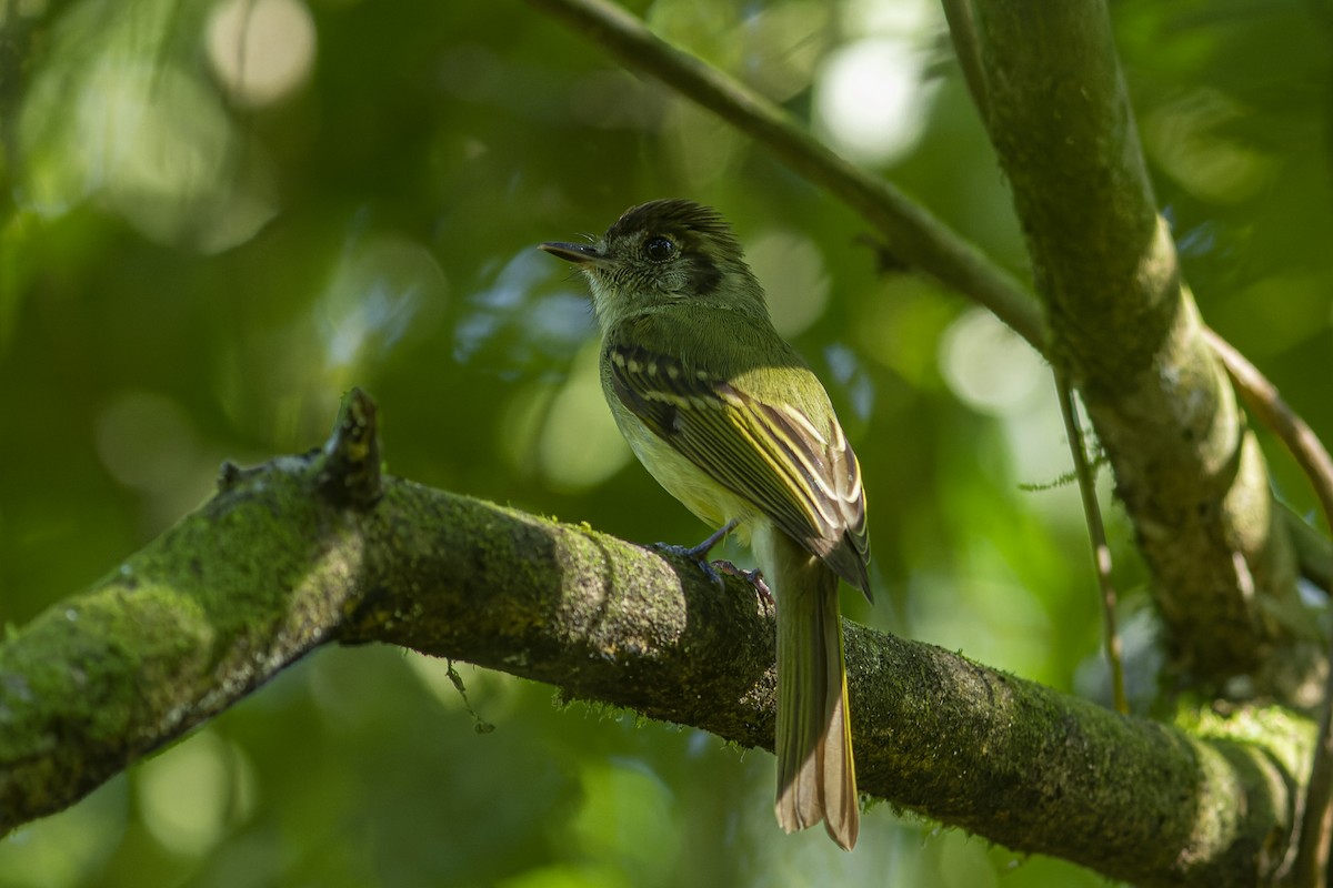 Sepia-capped Flycatcher - ML613974183