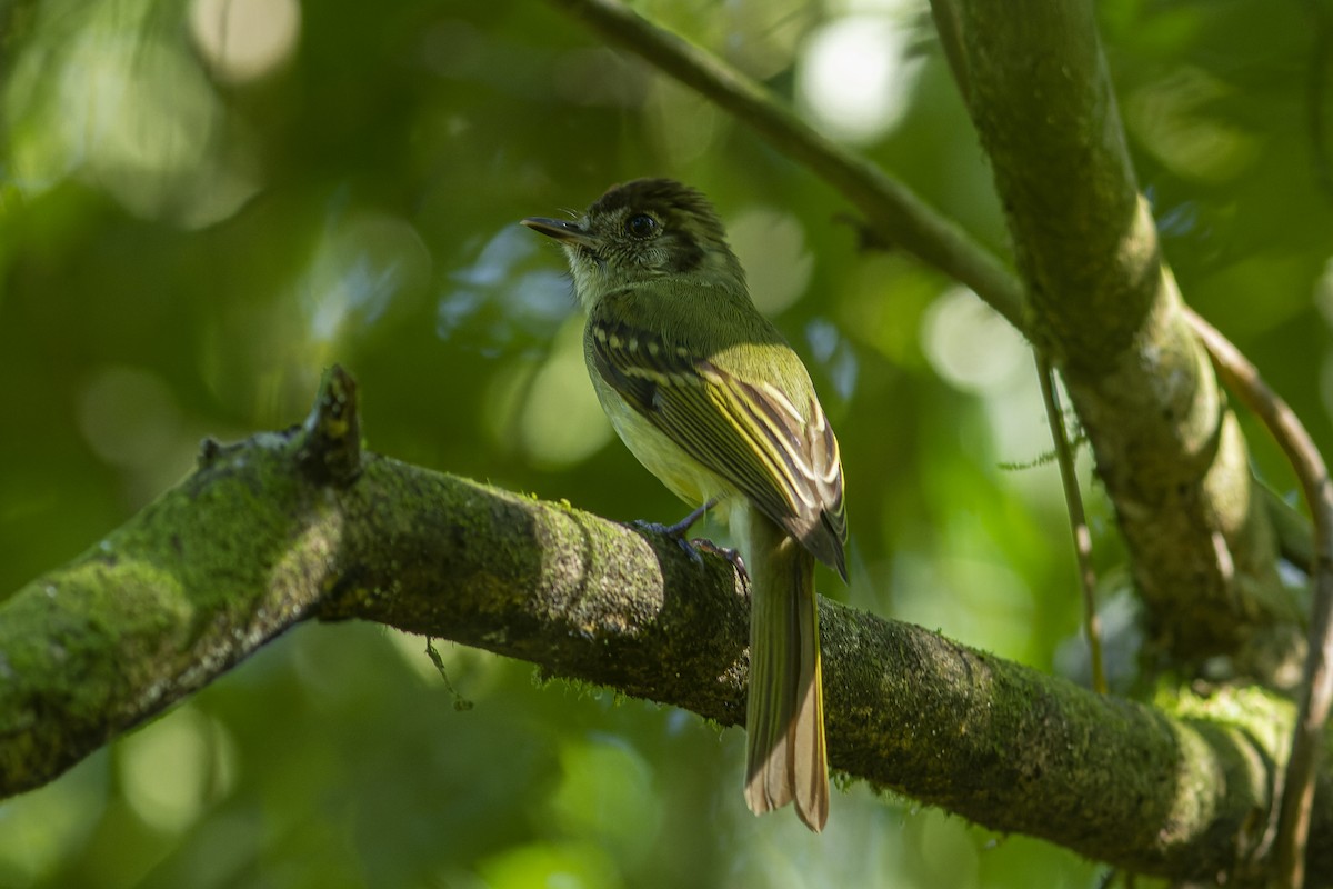 Sepia-capped Flycatcher - ML613974184
