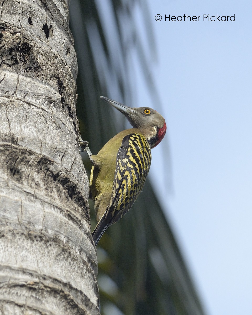 Hispaniolan Woodpecker - ML613974320
