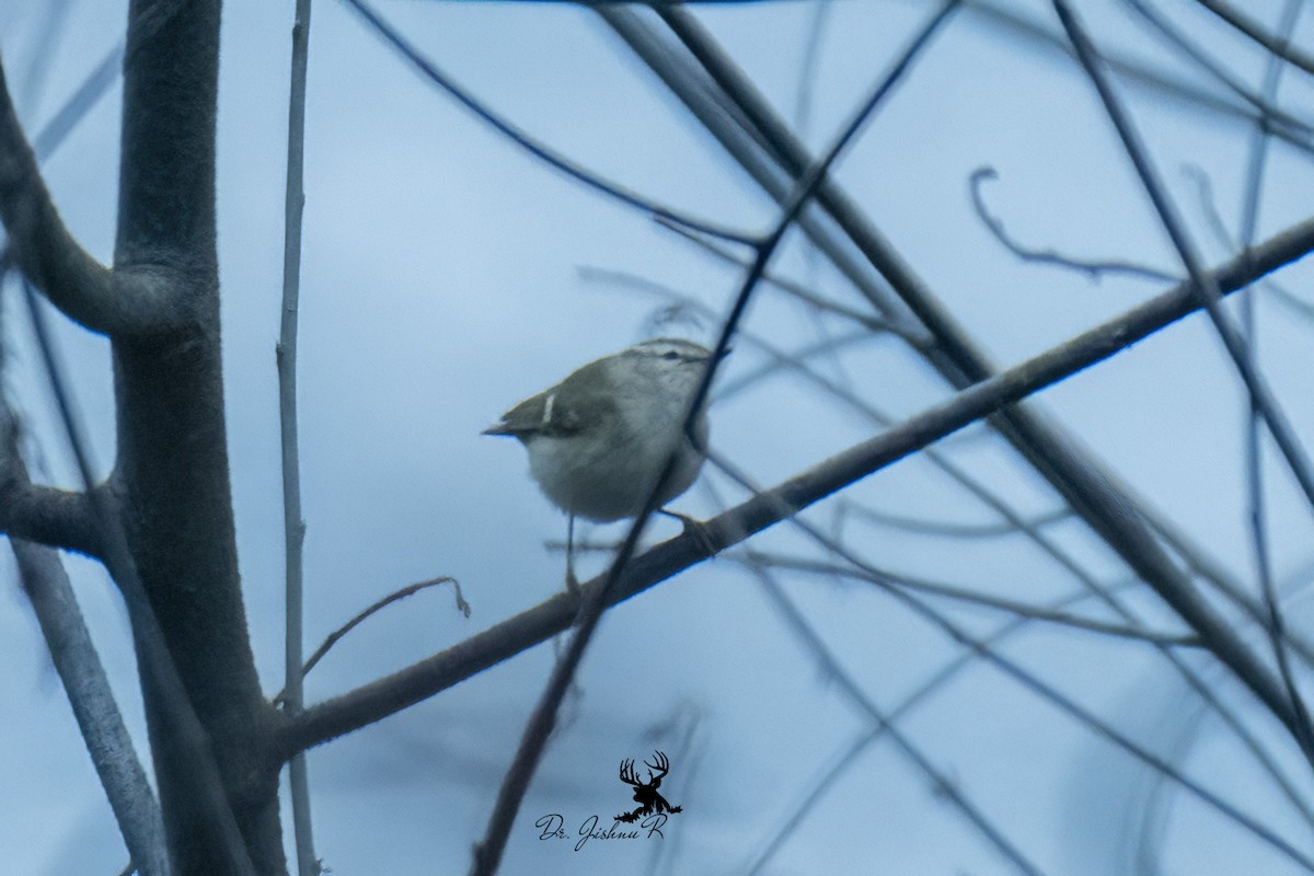 Hume's Warbler - ML613974334
