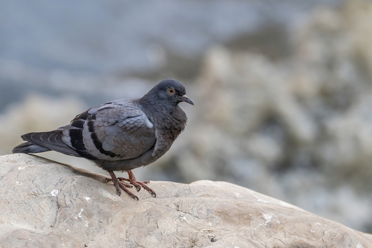 Rock Pigeon (Feral Pigeon) - ML613974374