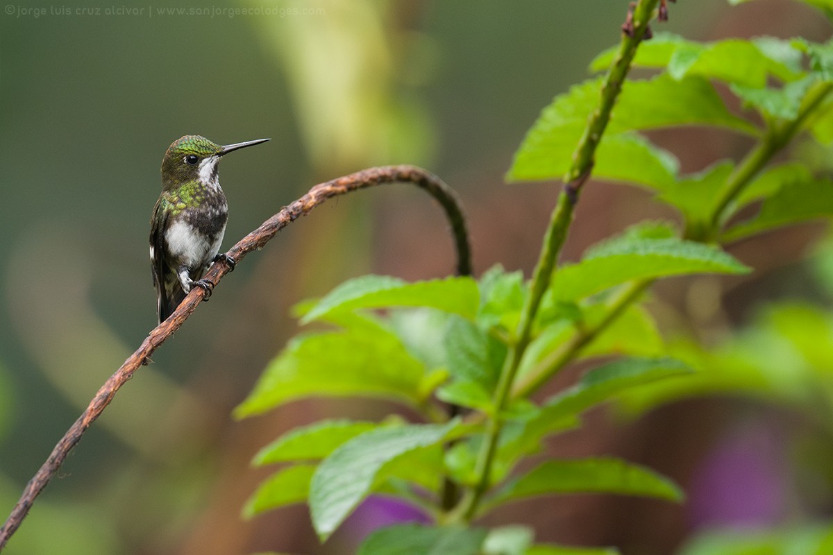 Black-bellied Thorntail - ML613974725