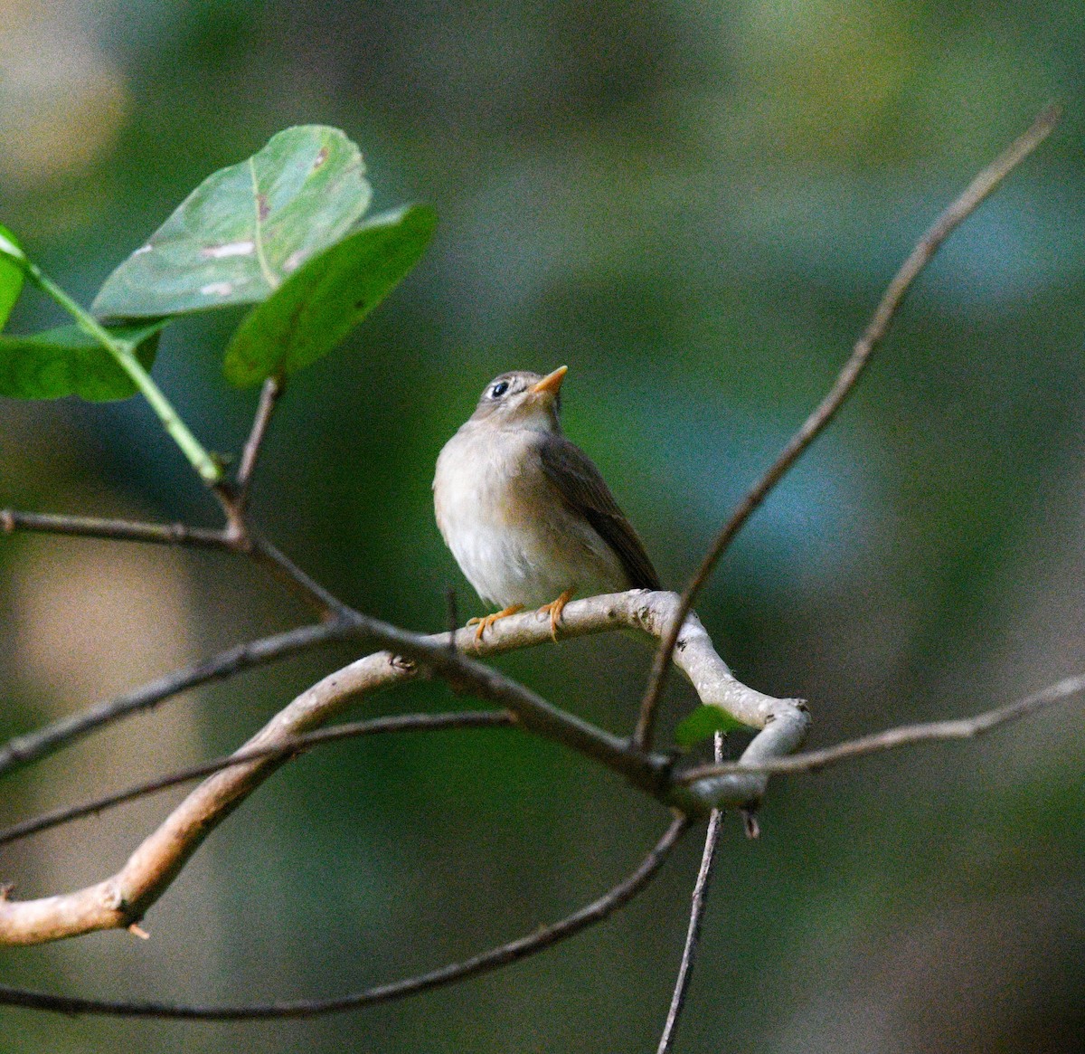 Brown-breasted Flycatcher - ML613974868