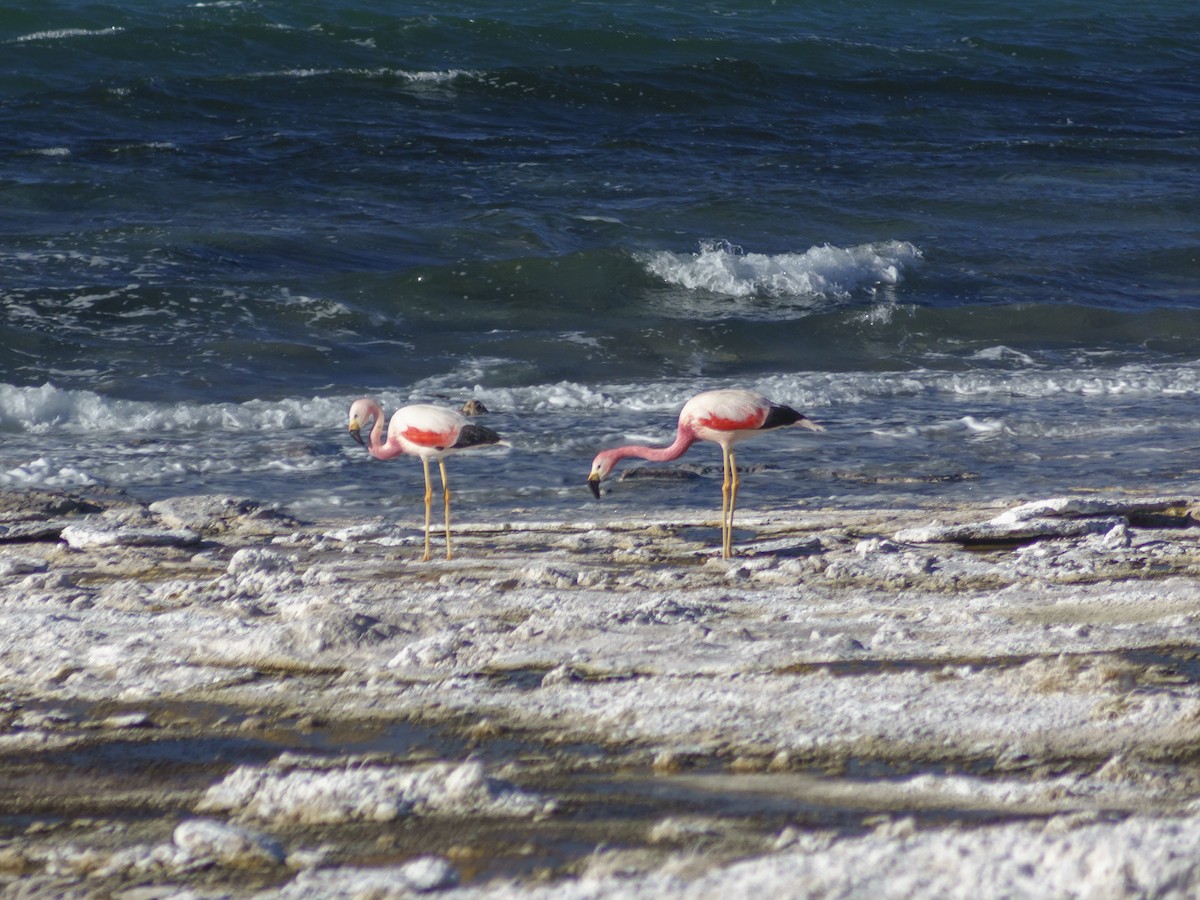 Andean Flamingo - ML613974990