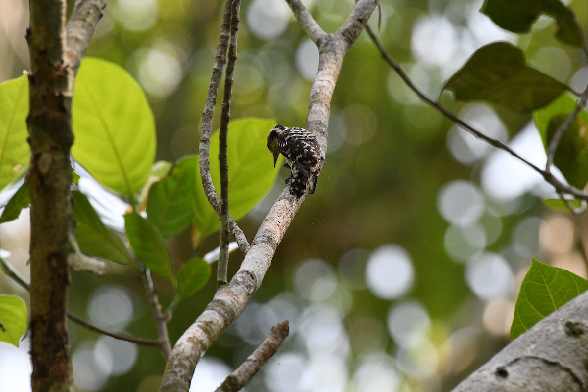 Brown-capped Pygmy Woodpecker - ML613975020