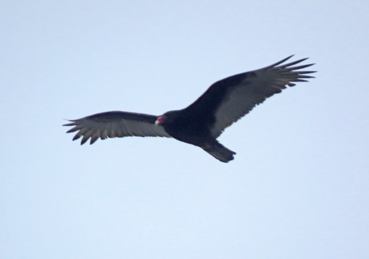 Turkey Vulture - ML613975040