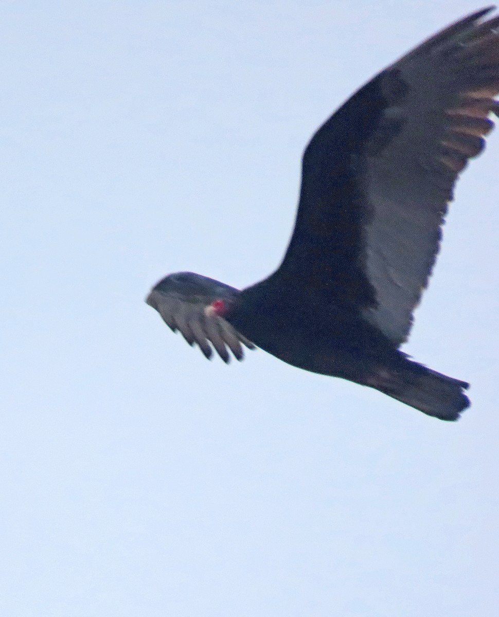 Turkey Vulture - ML613975043