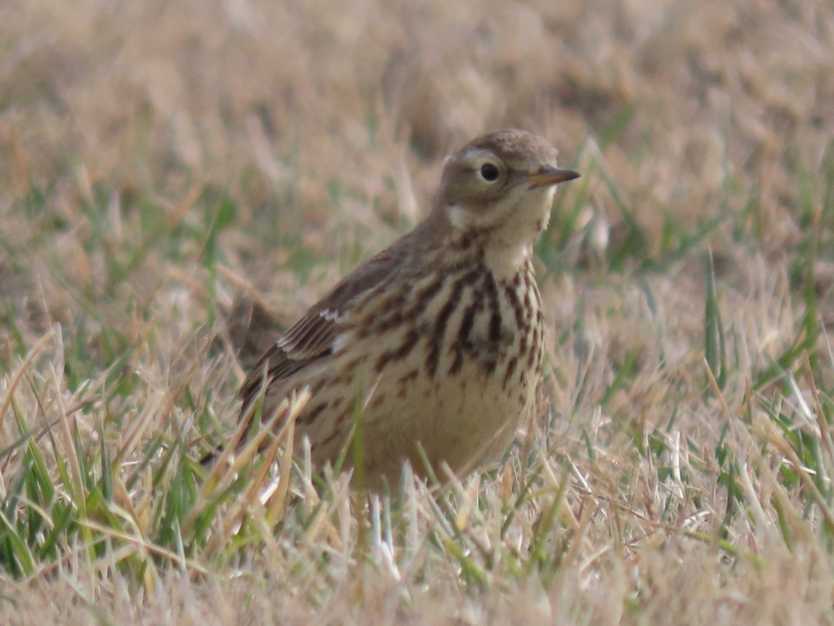 American Pipit - Stollery & Flood