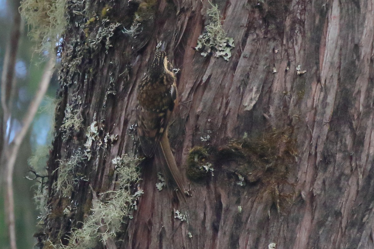 Rusty-flanked Treecreeper - ML613975116