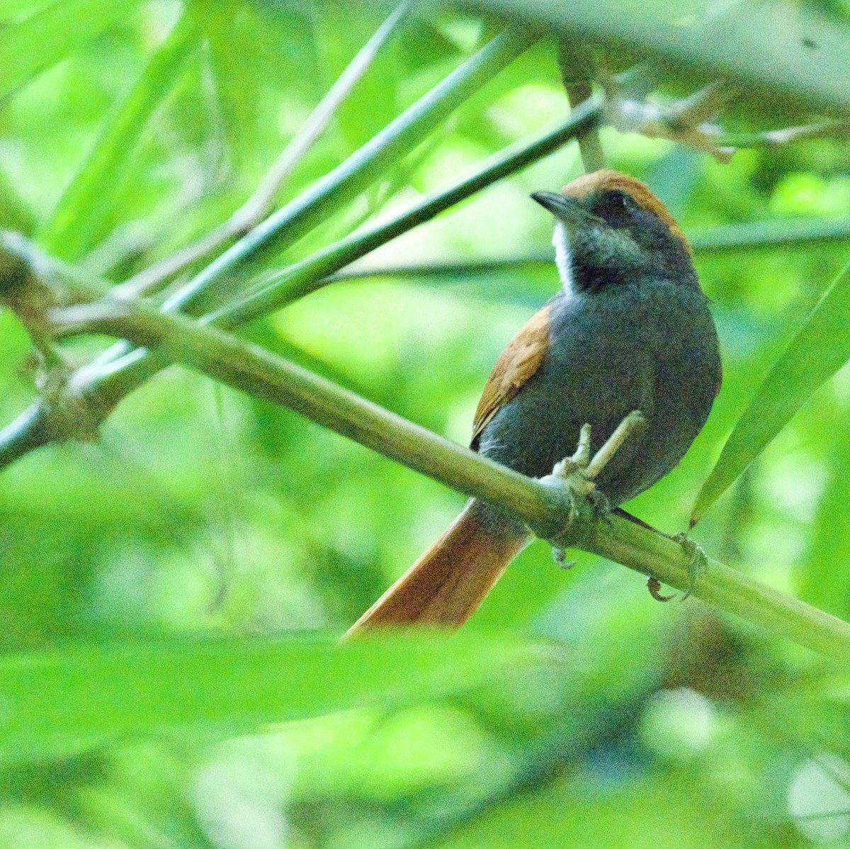 Pinto's Spinetail - ML613975280