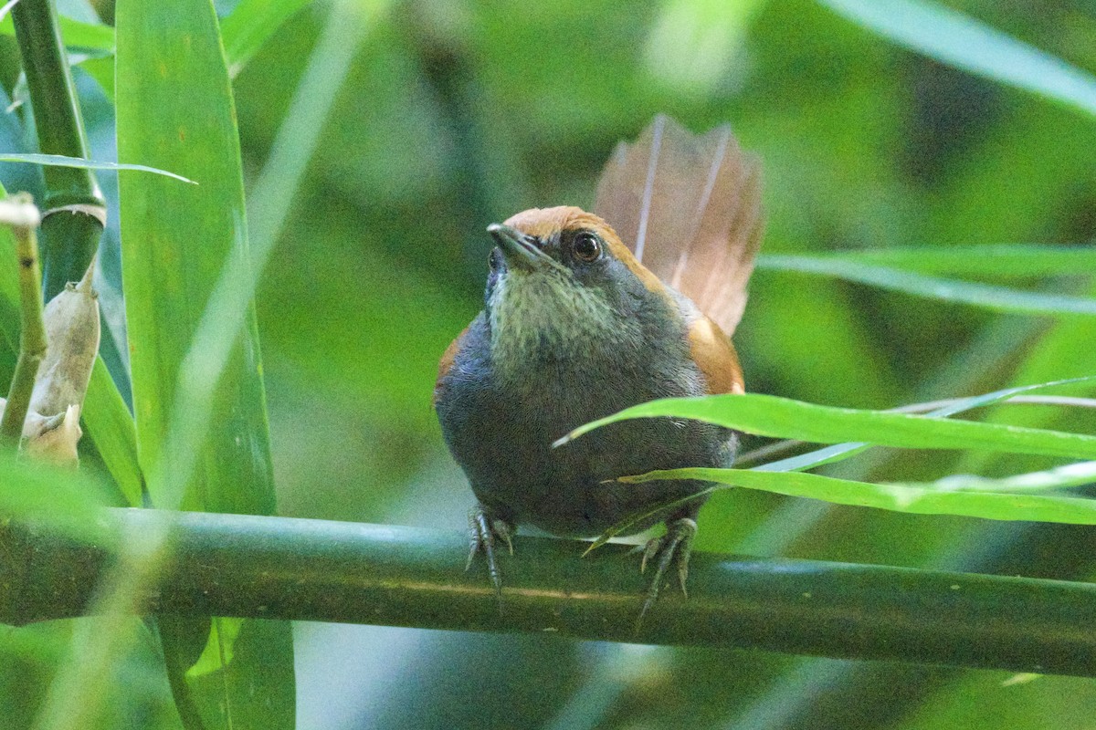 Pinto's Spinetail - ML613975281
