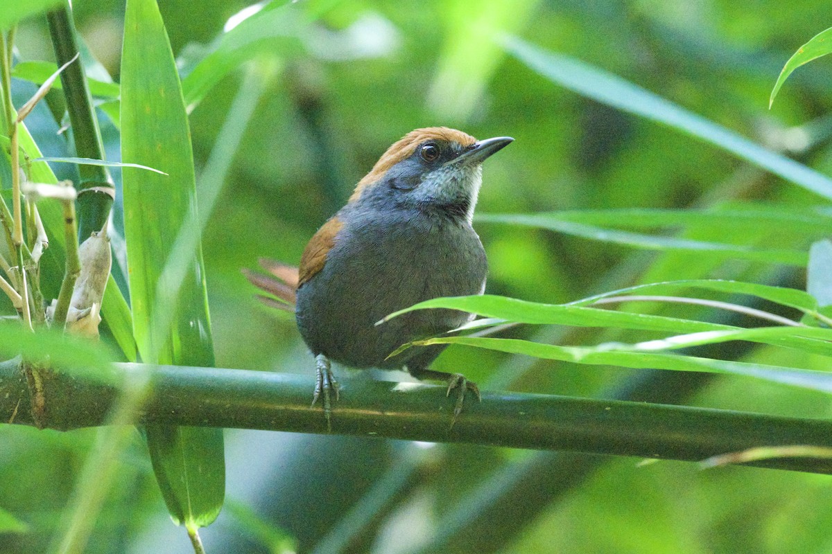 Pinto's Spinetail - ML613975282