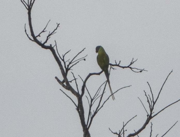 Gray-headed Parakeet - ML613975371