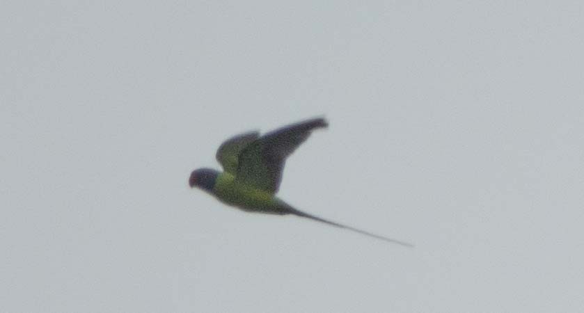 Gray-headed Parakeet - ML613975373