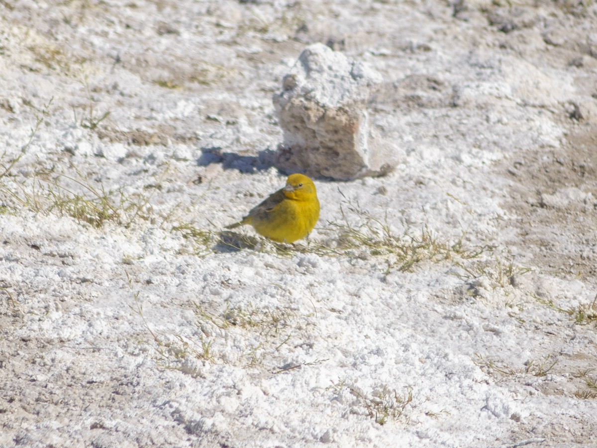 Greater Yellow-Finch - ML613975383