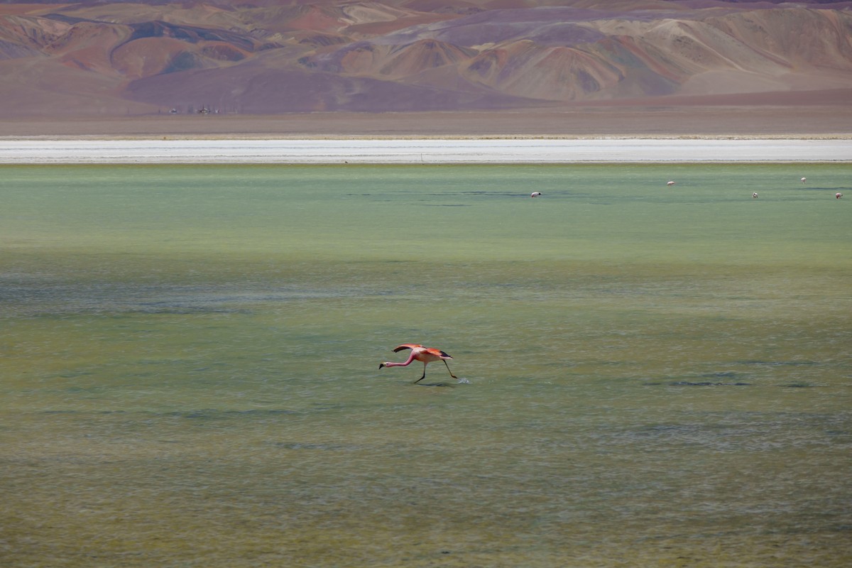 Chilean Flamingo - ML613975642