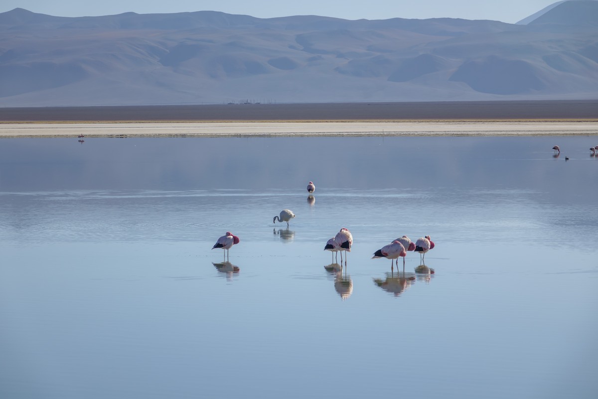 Andean Flamingo - ML613975685