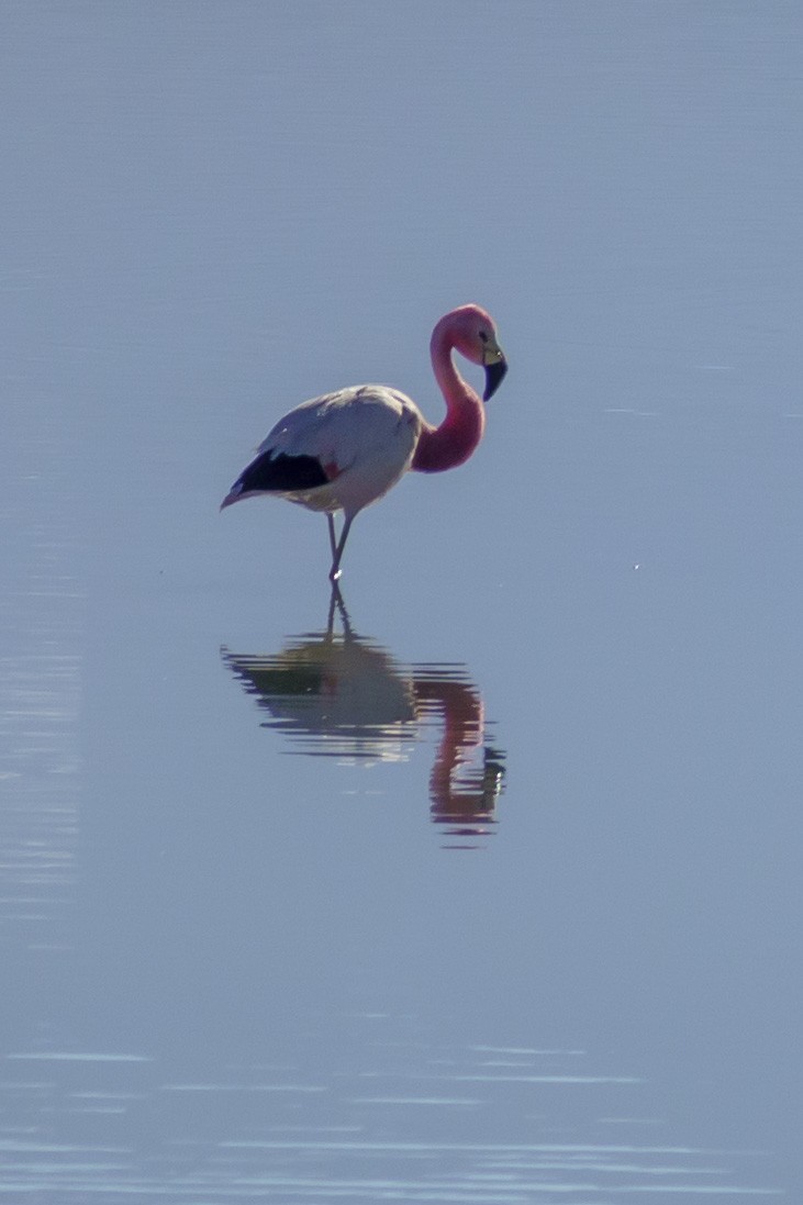 Andean Flamingo - ML613975694
