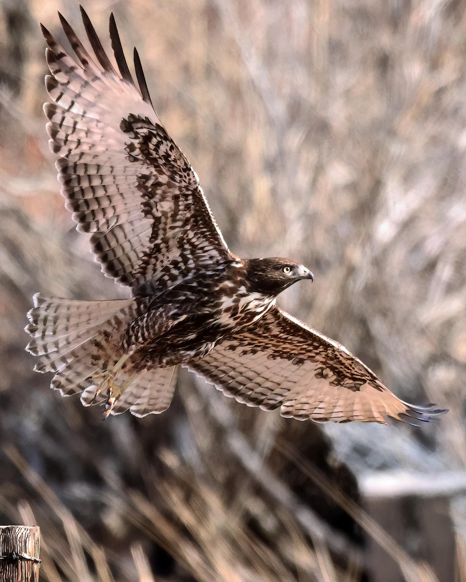 Red-tailed Hawk - Steve Parker