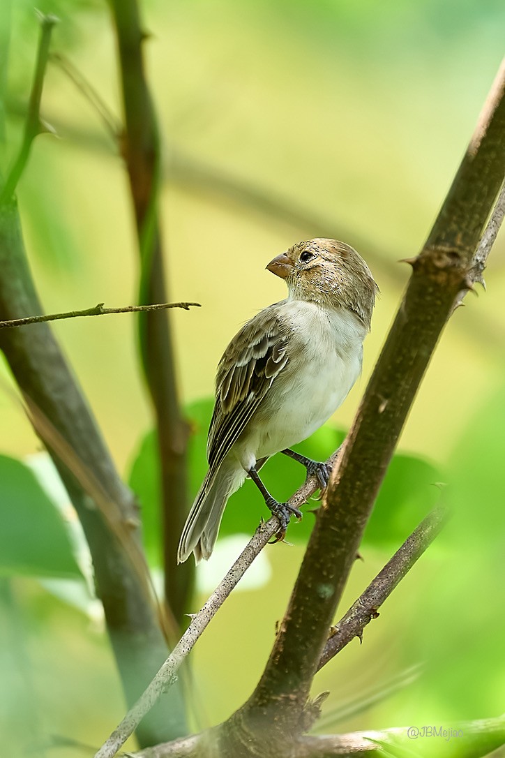 Chestnut-throated Seedeater - ML613975791