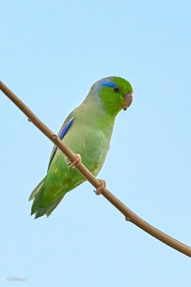 Папуга-горобець еквадорський - ML613975793