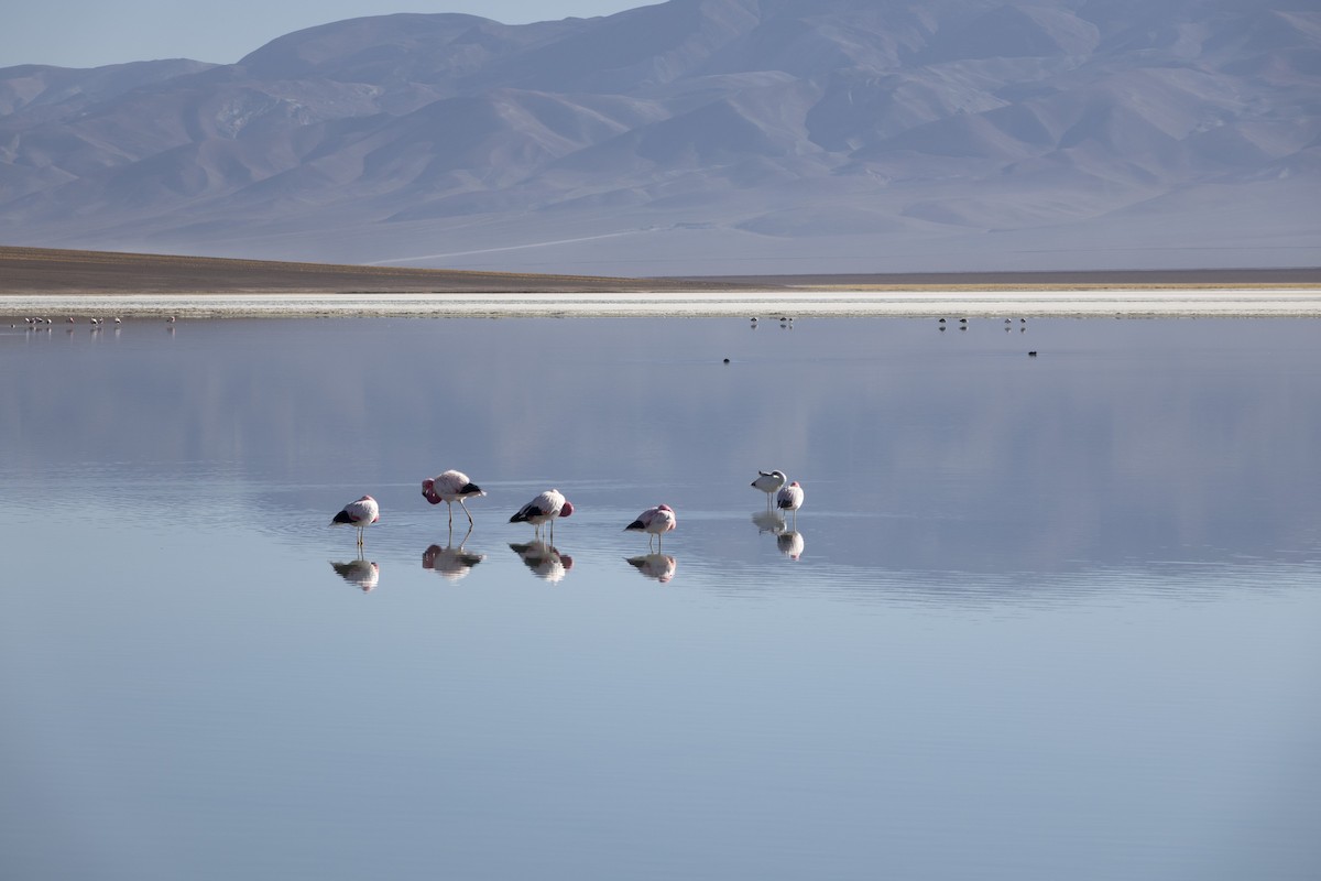 Andean Flamingo - ML613975810