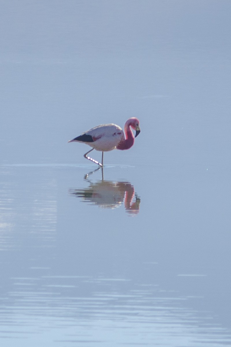 Andean Flamingo - ML613975819