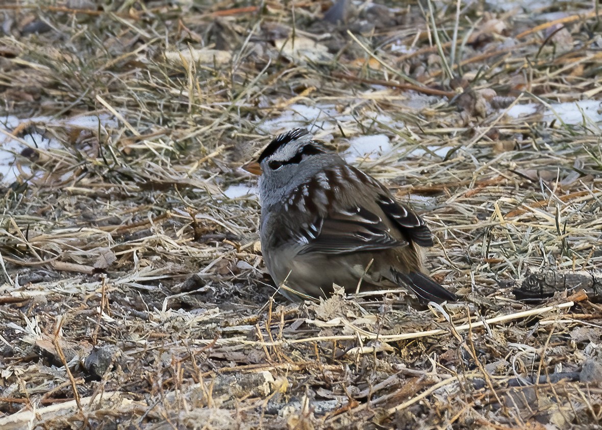 White-crowned Sparrow - ML613975850