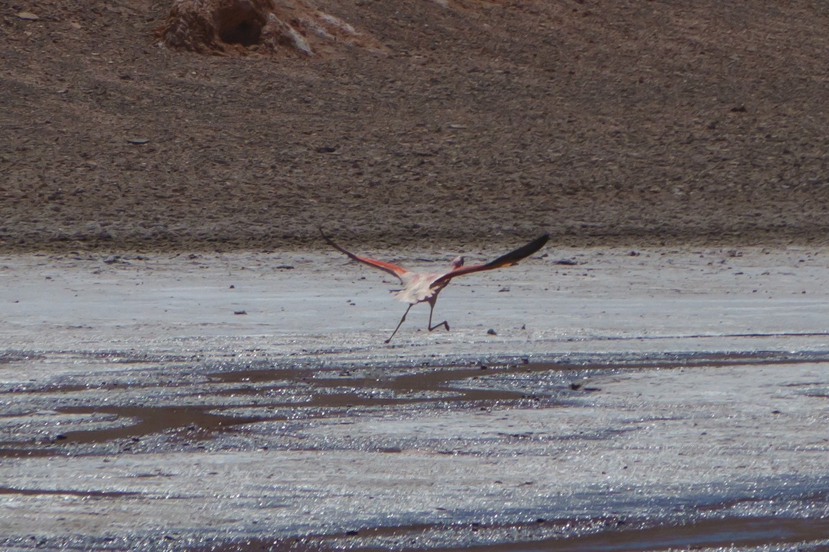 Chilean Flamingo - ML613975882