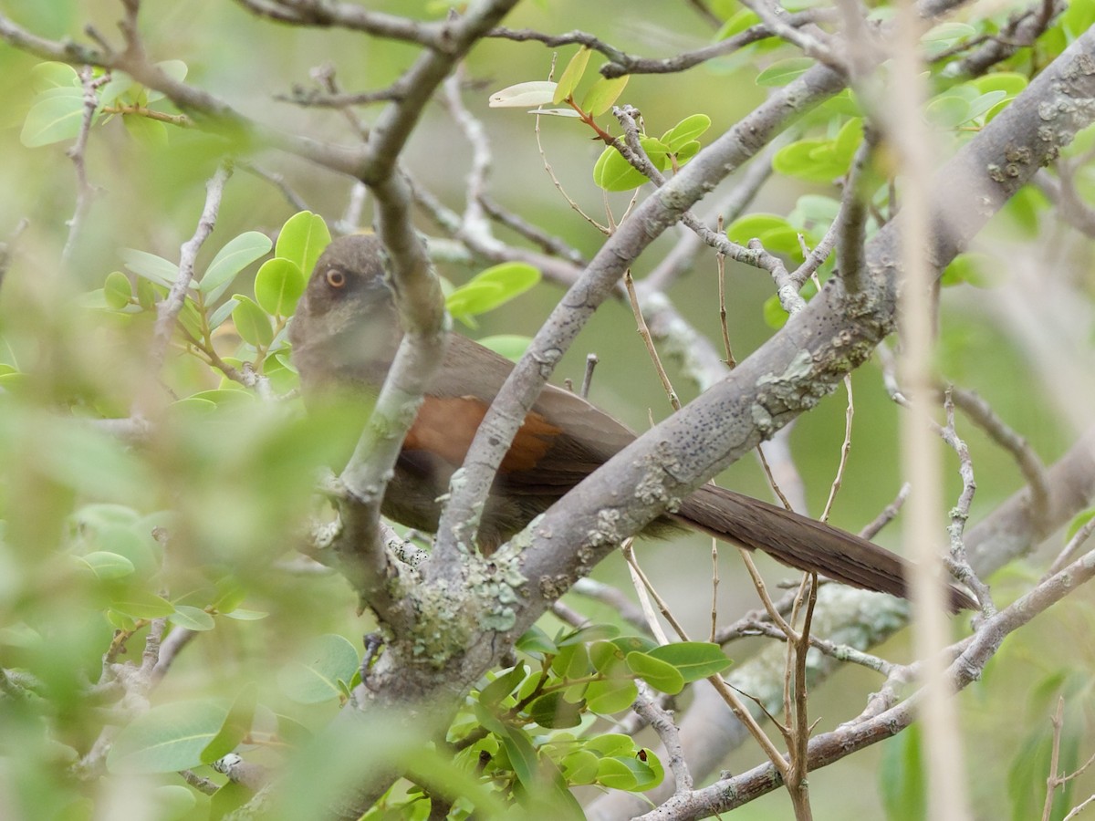 Red-shouldered Spinetail - ML613976021