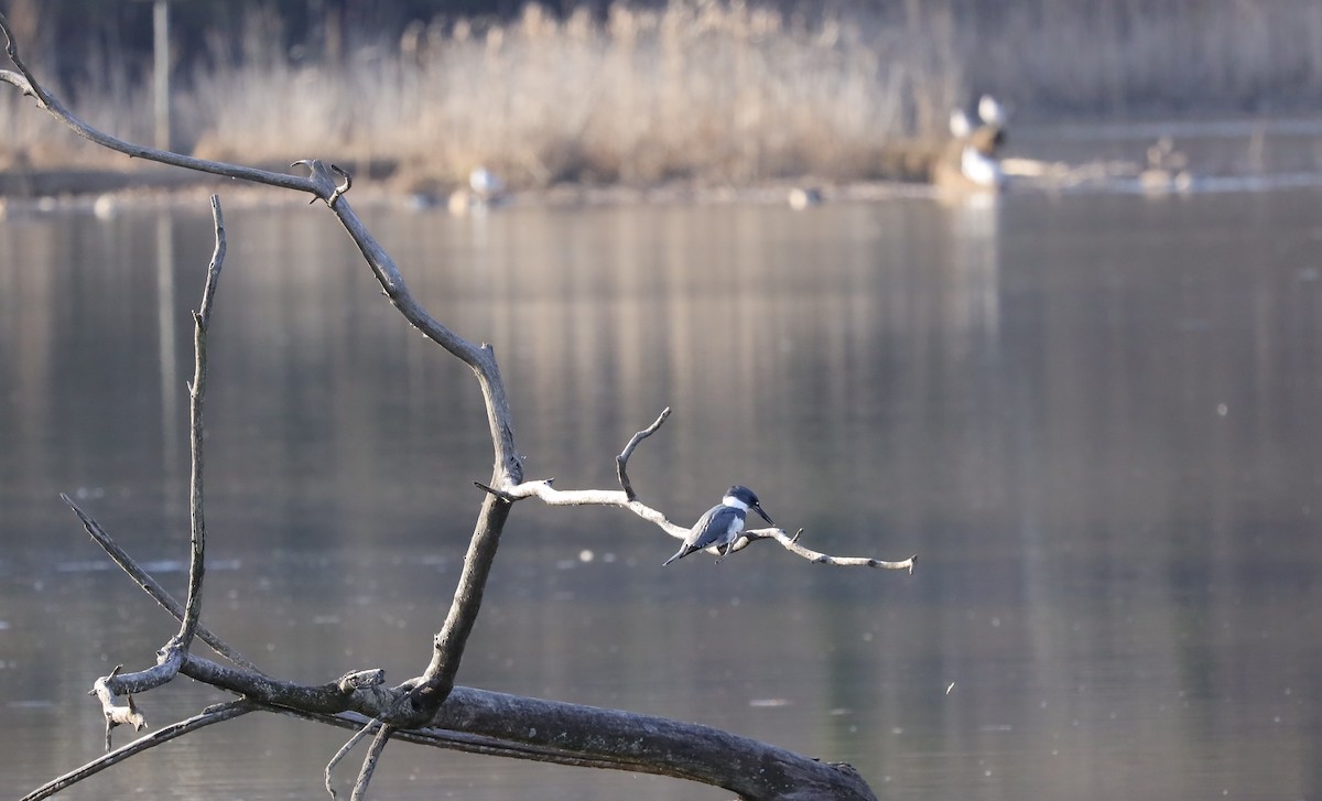 Belted Kingfisher - ML613976093