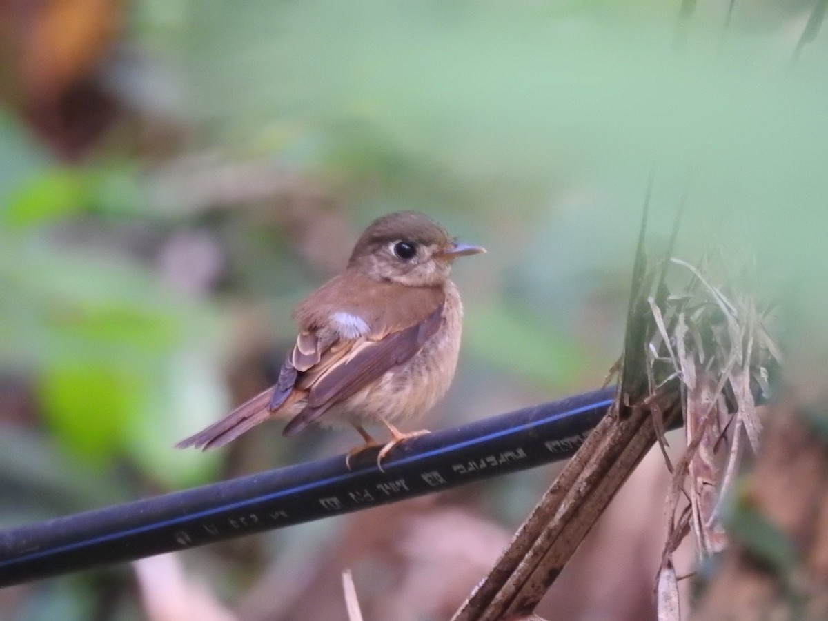 Brown-breasted Flycatcher - ML613976151