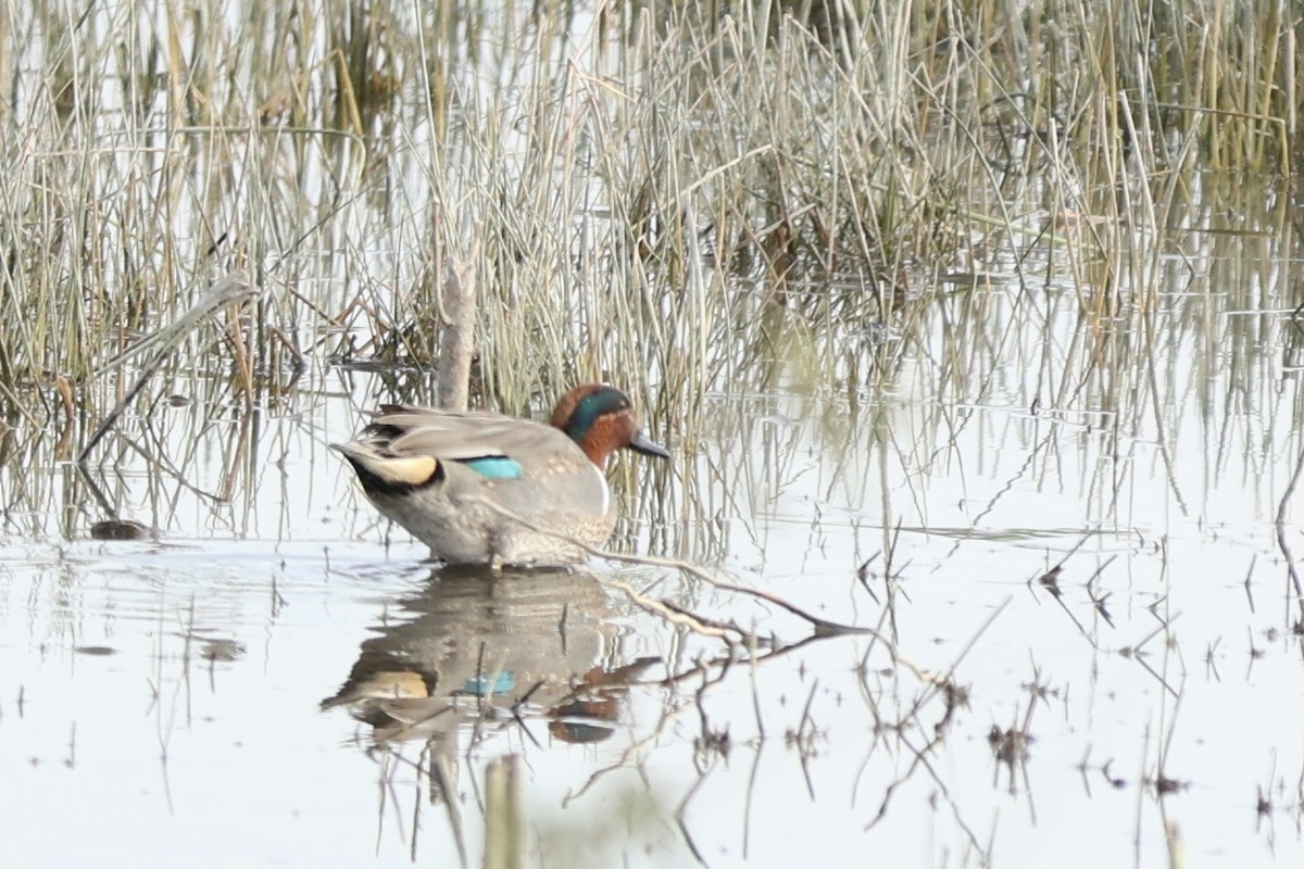 Green-winged Teal - ML613976476