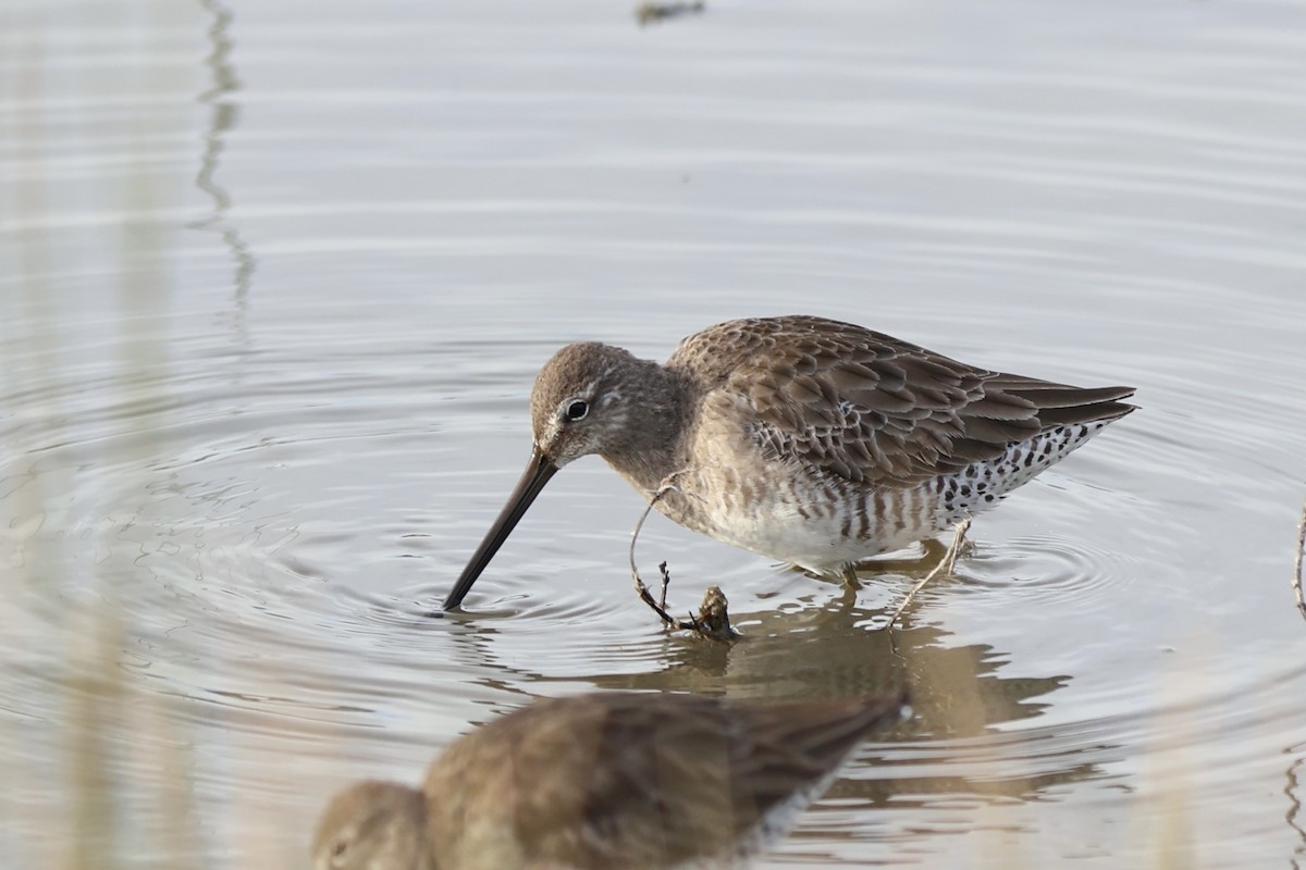 Long-billed Dowitcher - ML613976501