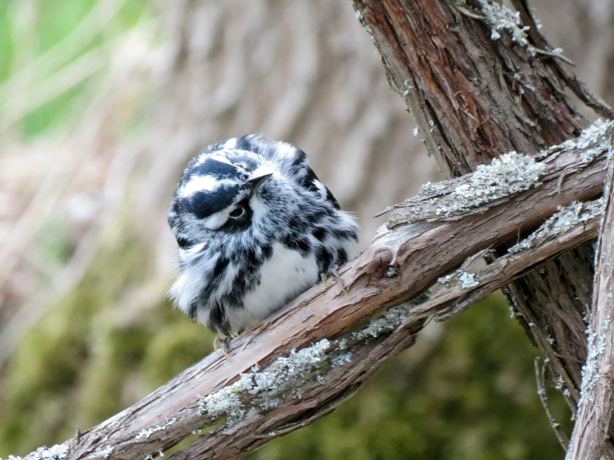 Black-and-white Warbler - ML613976606