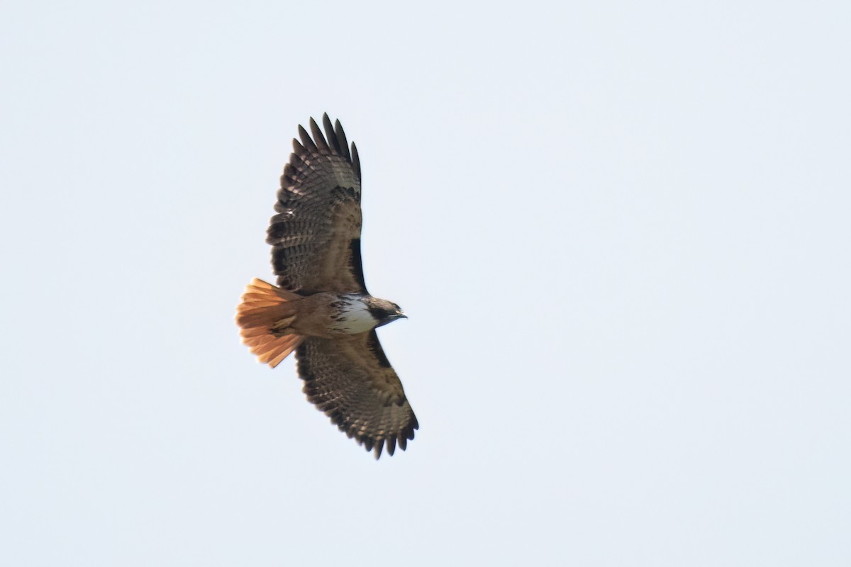 Red-tailed Hawk (costaricensis) - Eric Ripma
