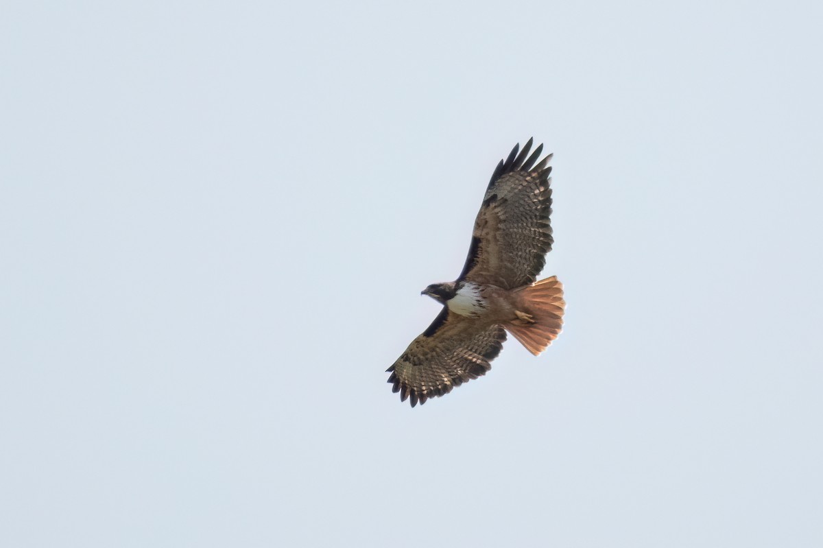 Red-tailed Hawk (costaricensis) - ML613976681