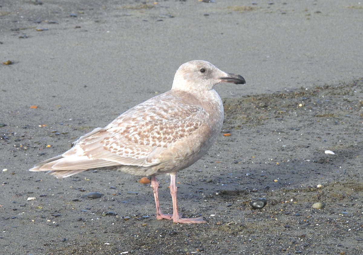 Western/Glaucous-winged Gull - Ted Floyd