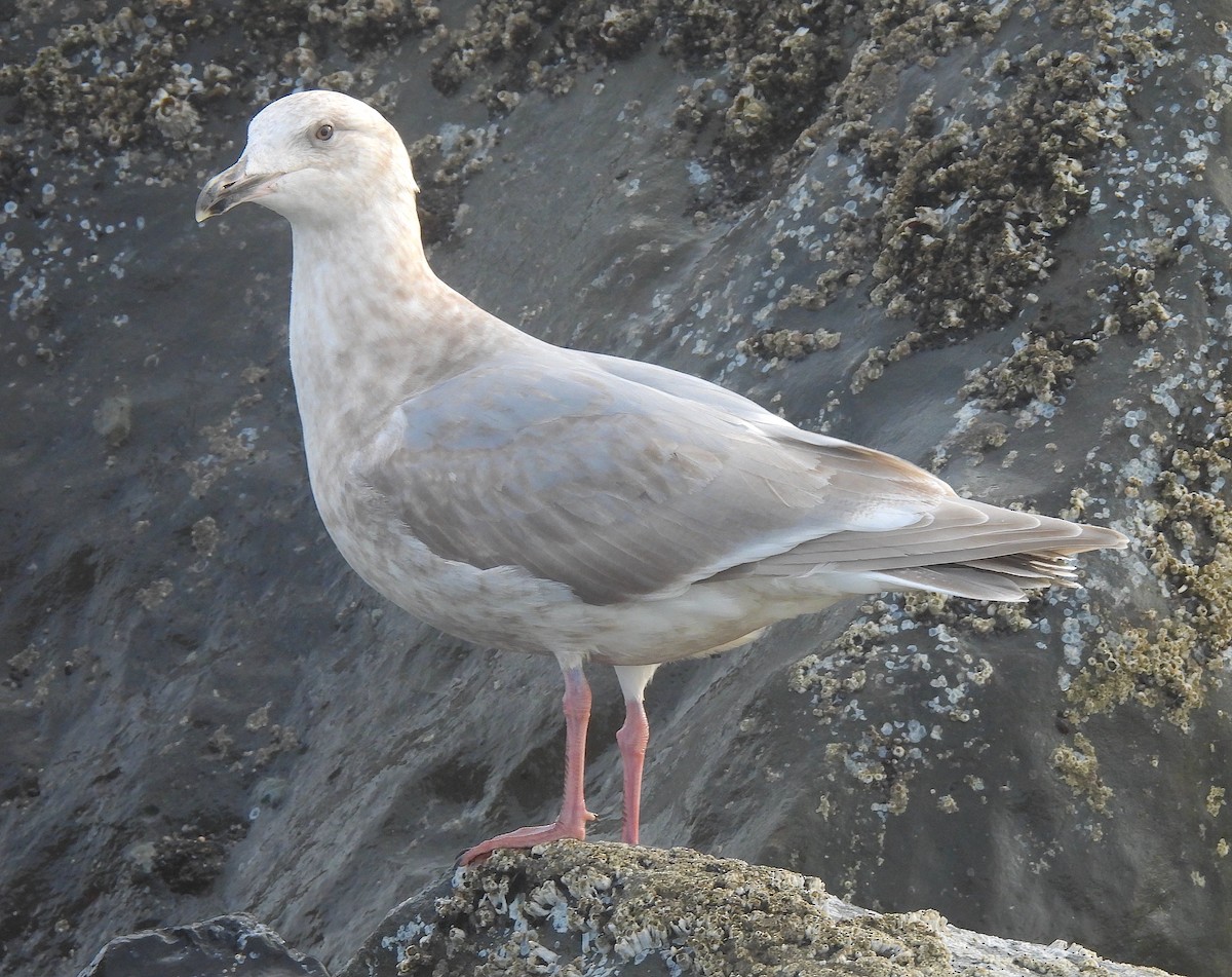 Western/Glaucous-winged Gull - Ted Floyd