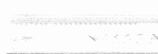 Águila Pescadora (carolinensis) - ML613977017