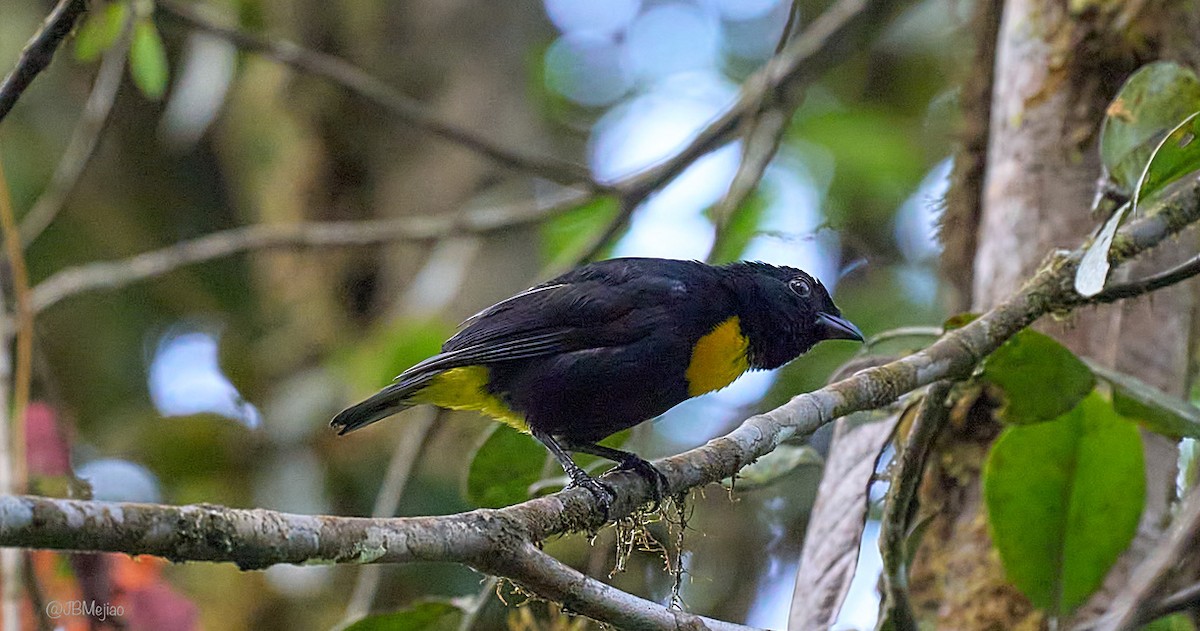 Golden-chested Tanager - ML613977144