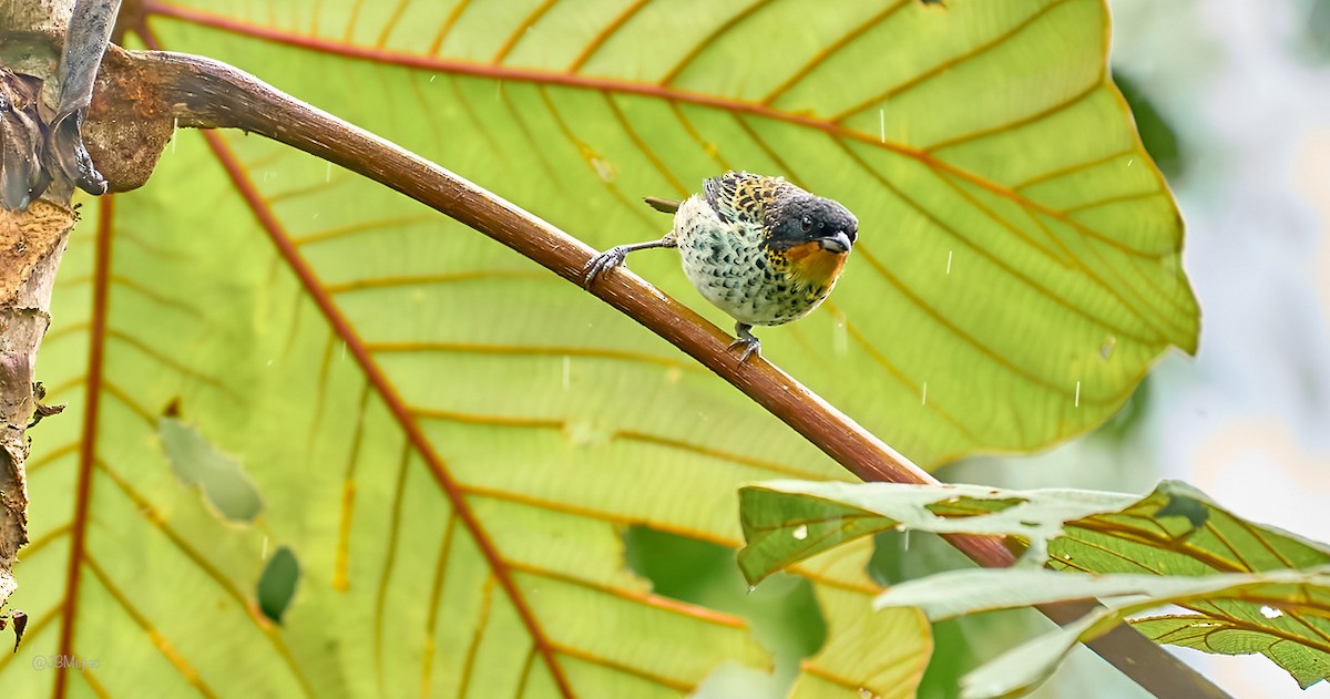Rufous-throated Tanager - ML613977167