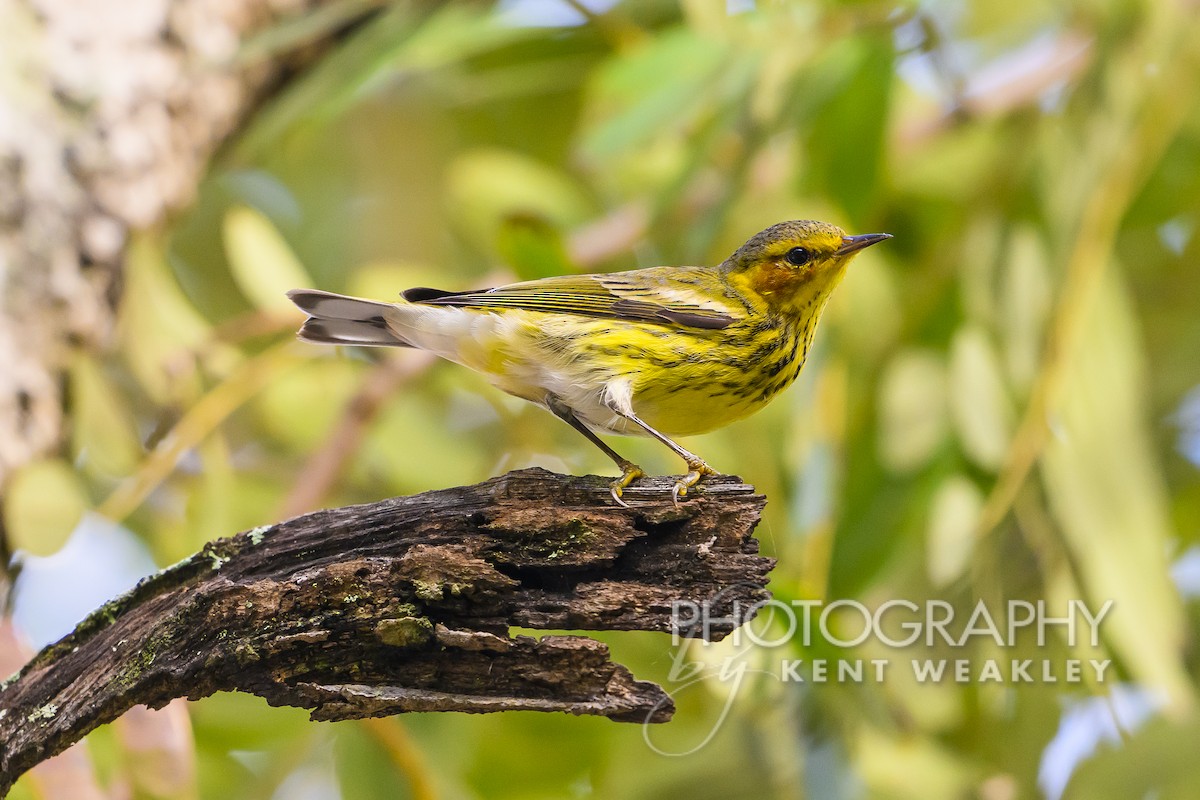 Cape May Warbler - ML613977212