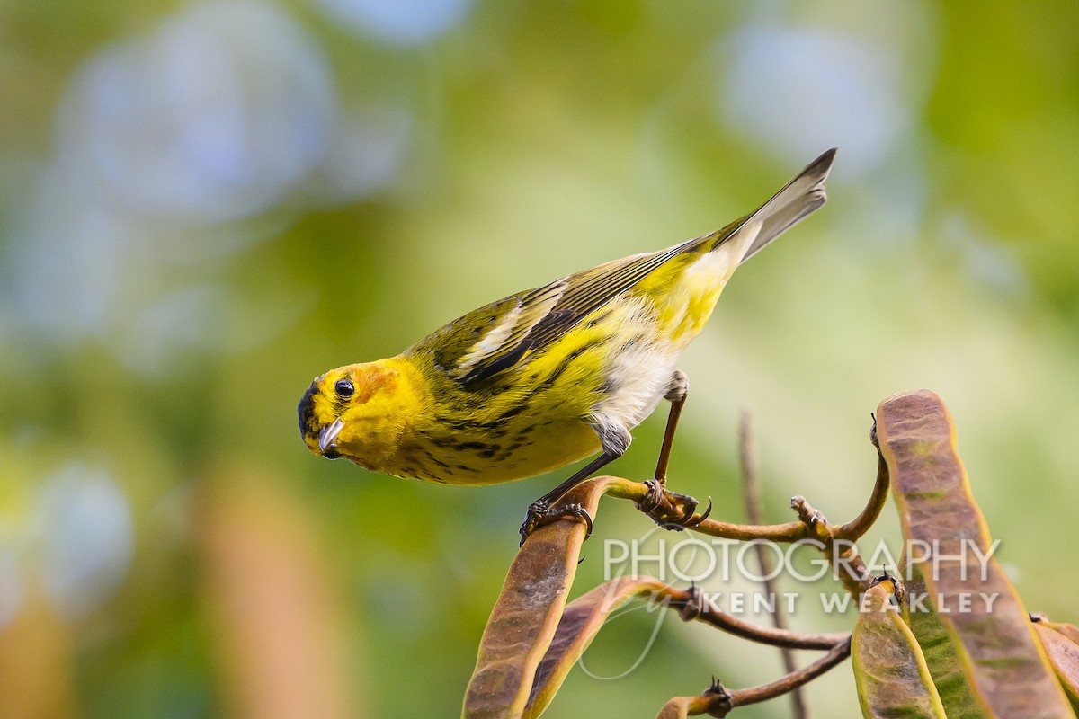 Cape May Warbler - ML613977213