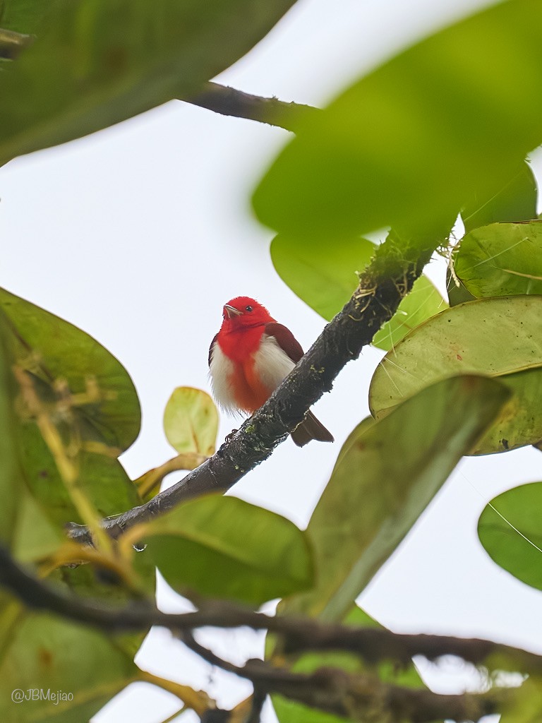 Scarlet-and-white Tanager - ML613977242