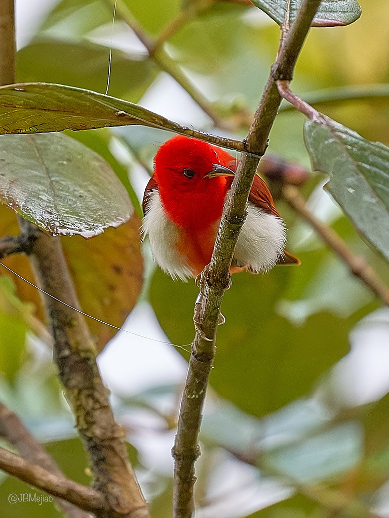 Scarlet-and-white Tanager - ML613977244
